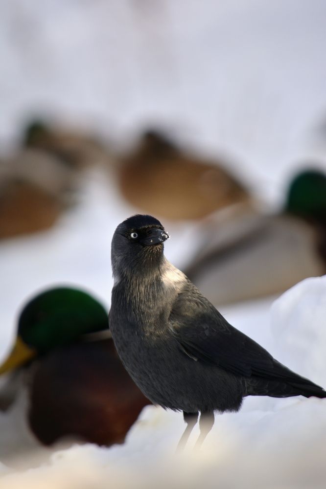 Photograph by Максим Владимирович
