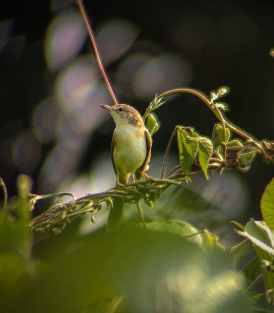 Photograph by Sourav pramanik