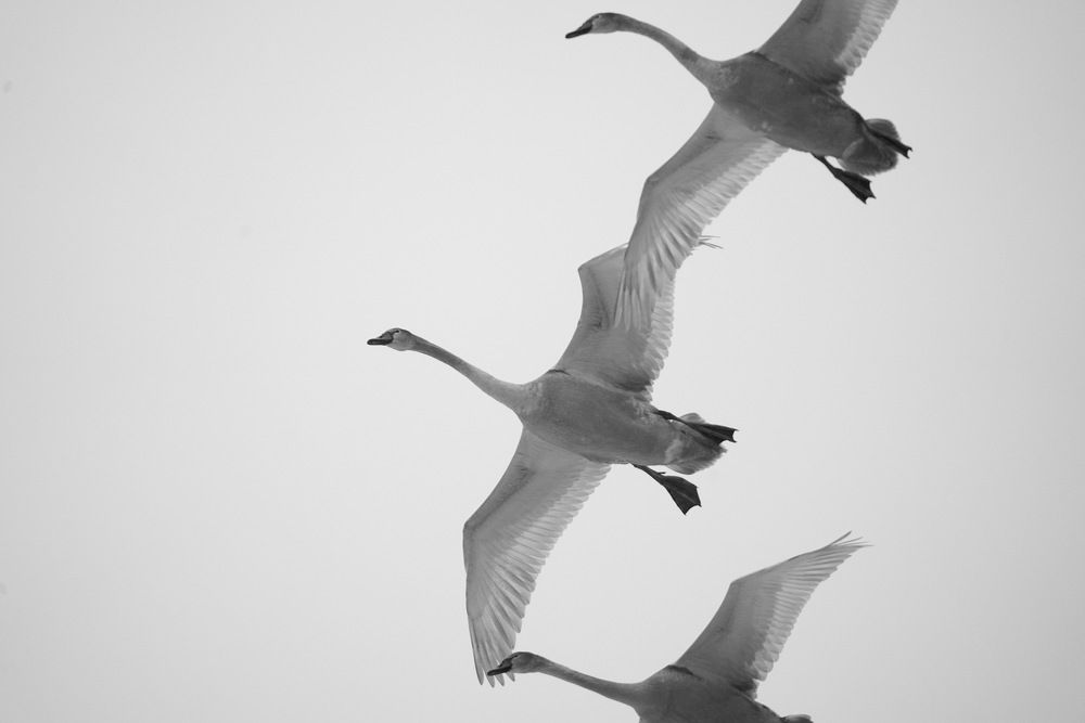 Photograph by Дмитрий Дрозд