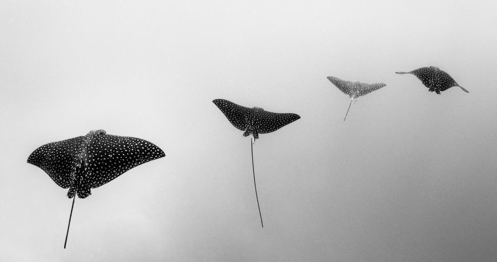 Фотография автора Paula Vianna