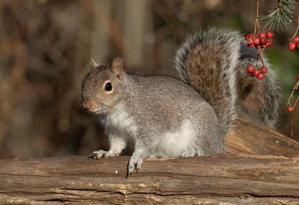 Grey Squirrel