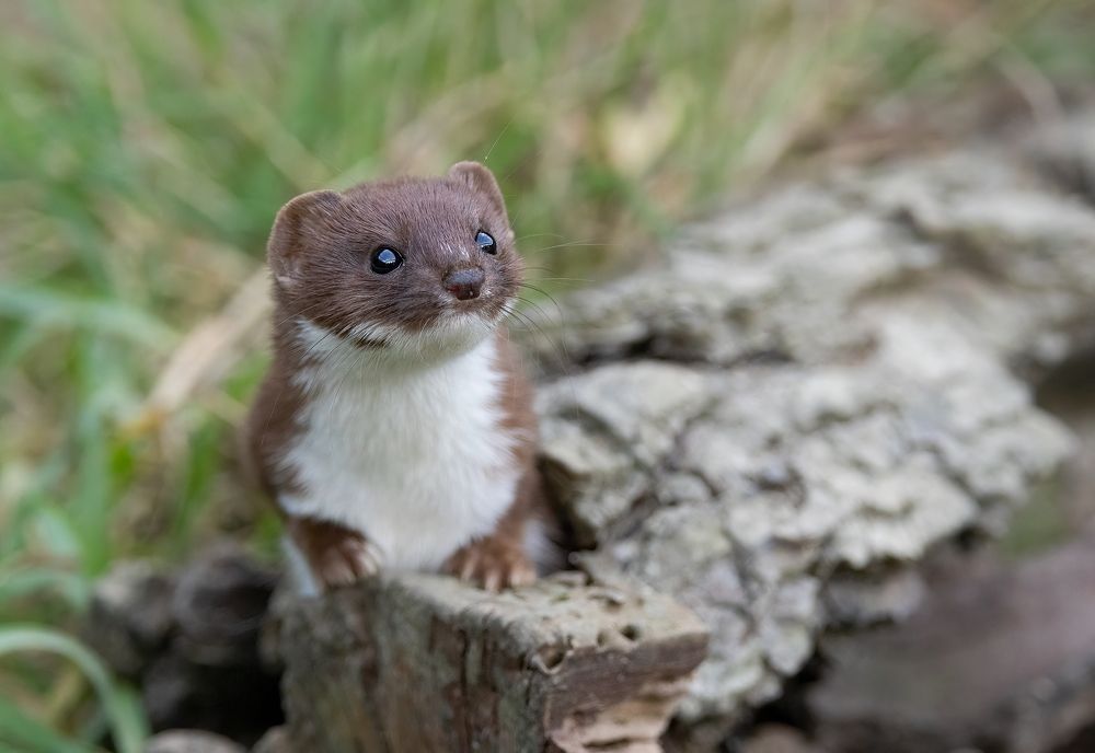 Weasel