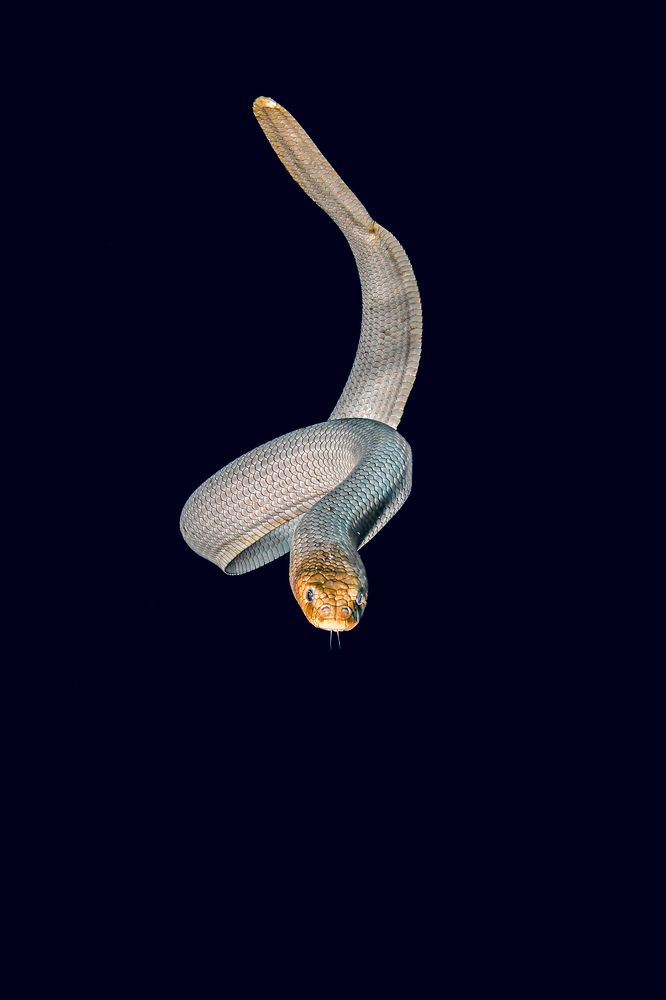 Фотография автора Paula Vianna