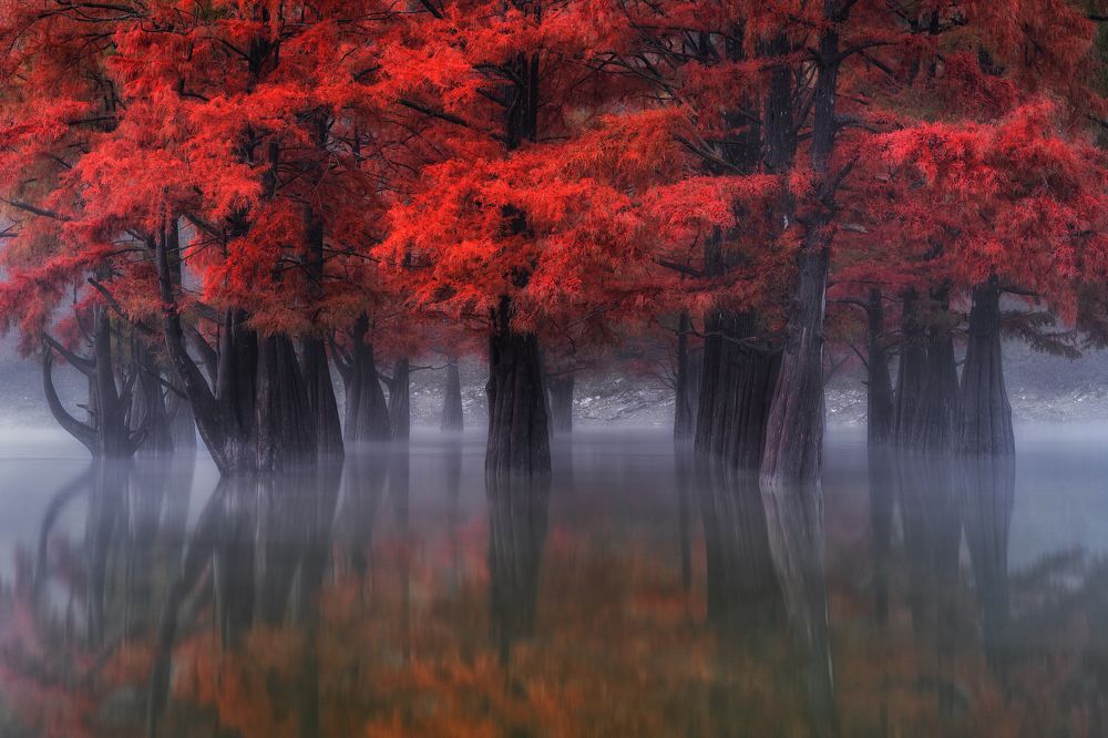 Болотные Кипарисы