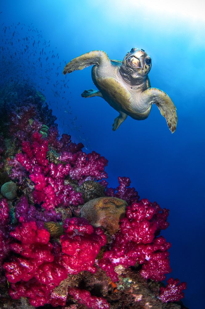 Фотография автора Paula Vianna