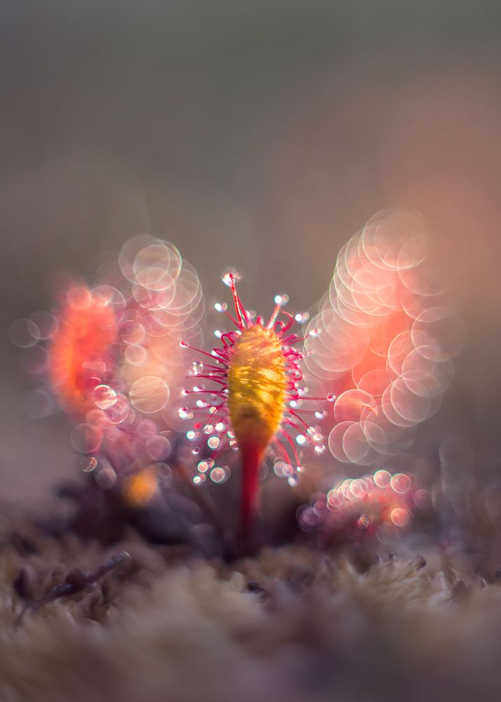 Опасные бриллианты