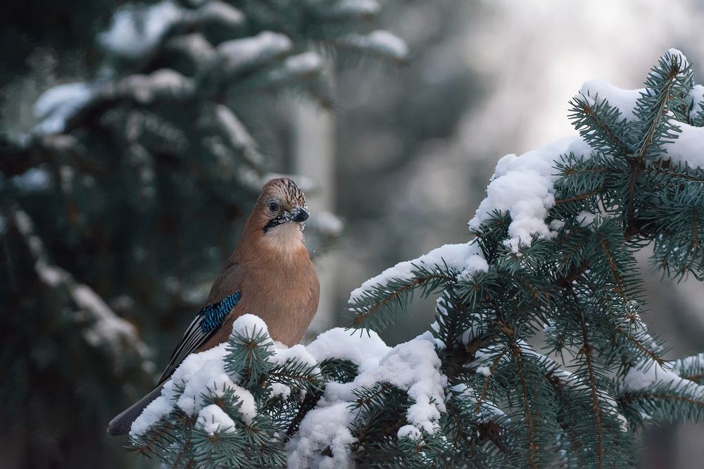 Послеобеденный отдых