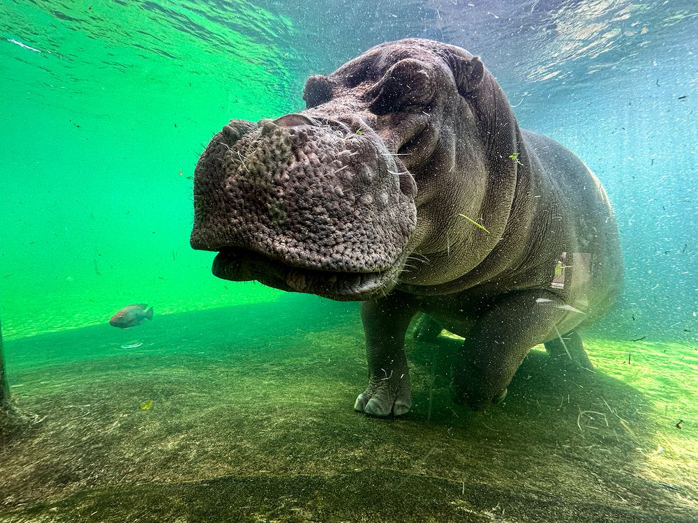 The Grace of the Hippopotamus