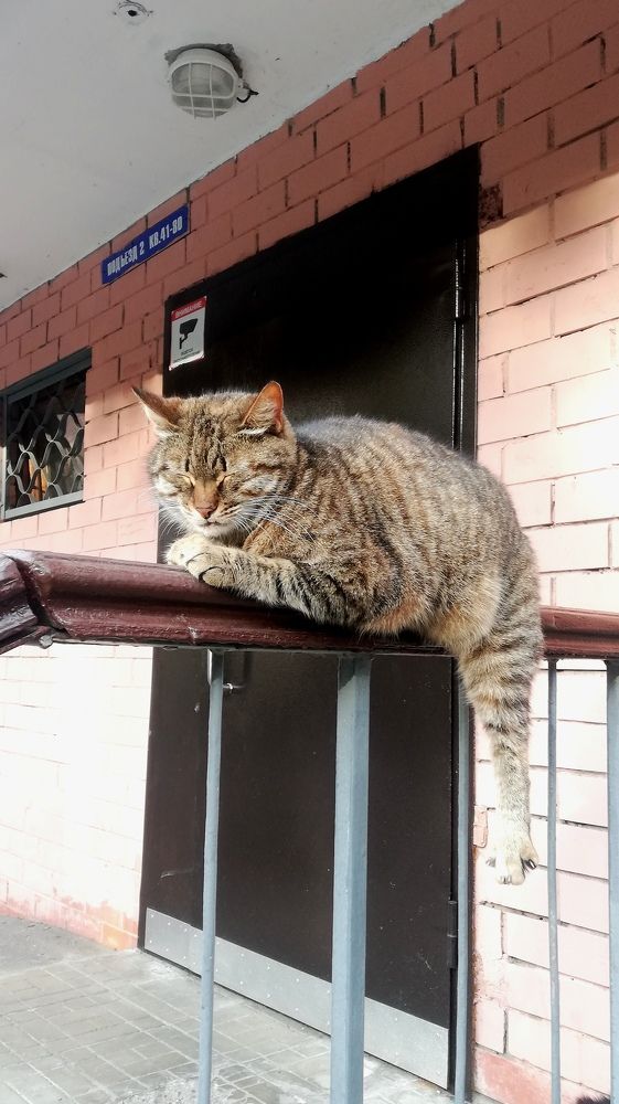 Дворовый кот отдыхает