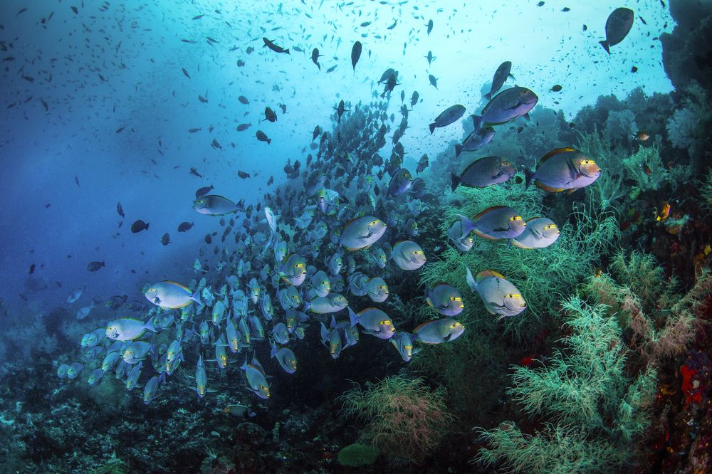 Фотография автора Paula Vianna