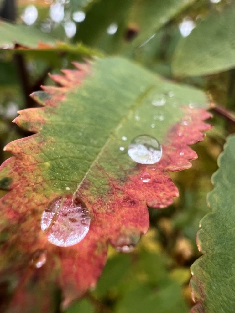 Photograph by Александра Акси