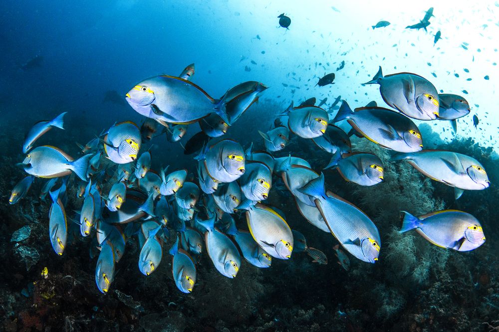 Фотография автора Paula Vianna