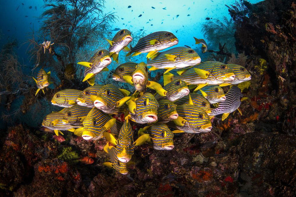 Фотография автора Paula Vianna