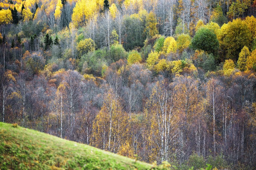 Осень вечно права...
