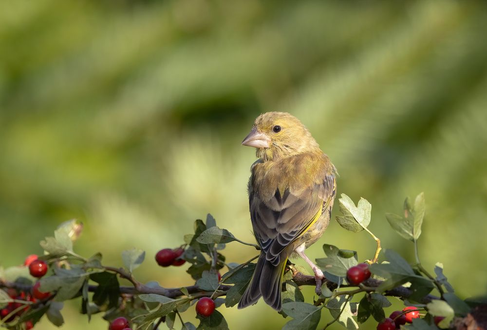 Фотография автора MARIA KULA