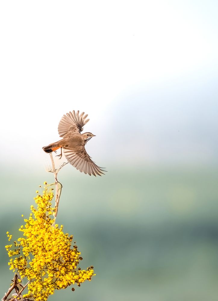 Photograph by Suneer S Subair