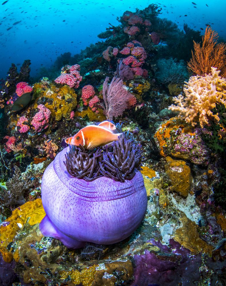 Фотография автора Paula Vianna