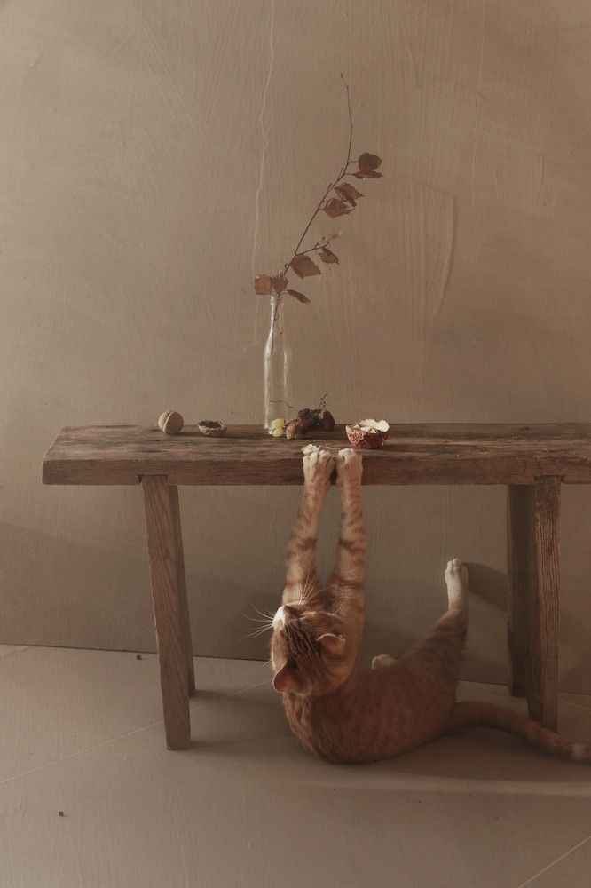 Фотография автора Коршак Елена