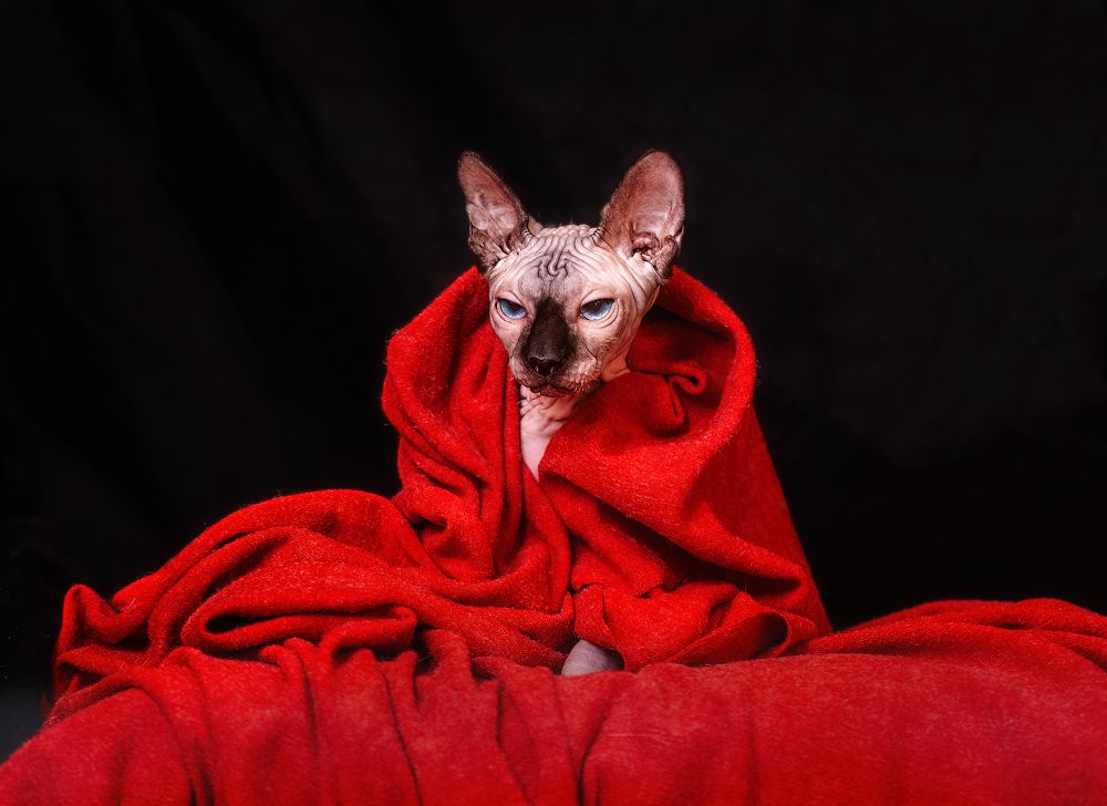 Фотография автора Ольга Фомичева