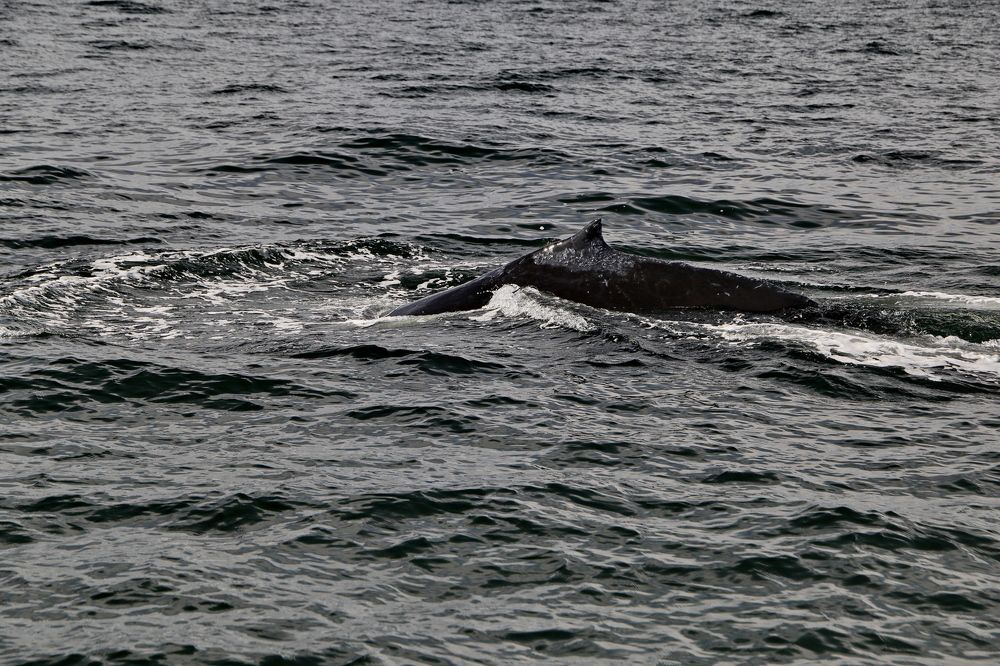Фотография автора Александр Челмодеев