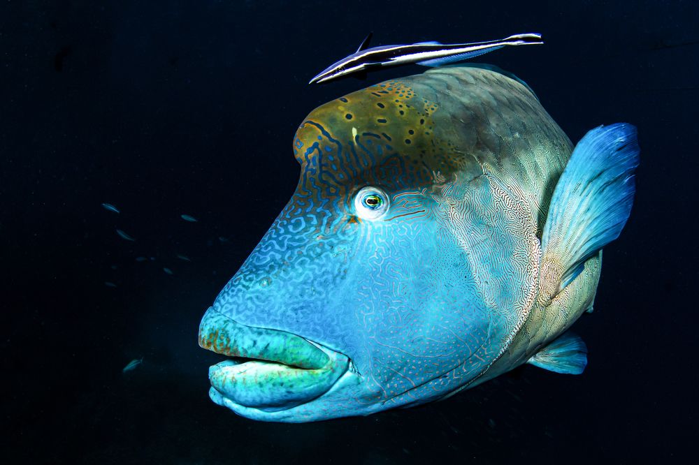 Фотография автора Paula Vianna