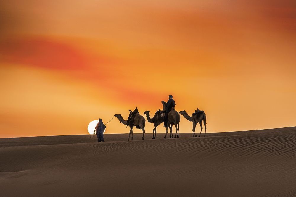 Touareg and camels