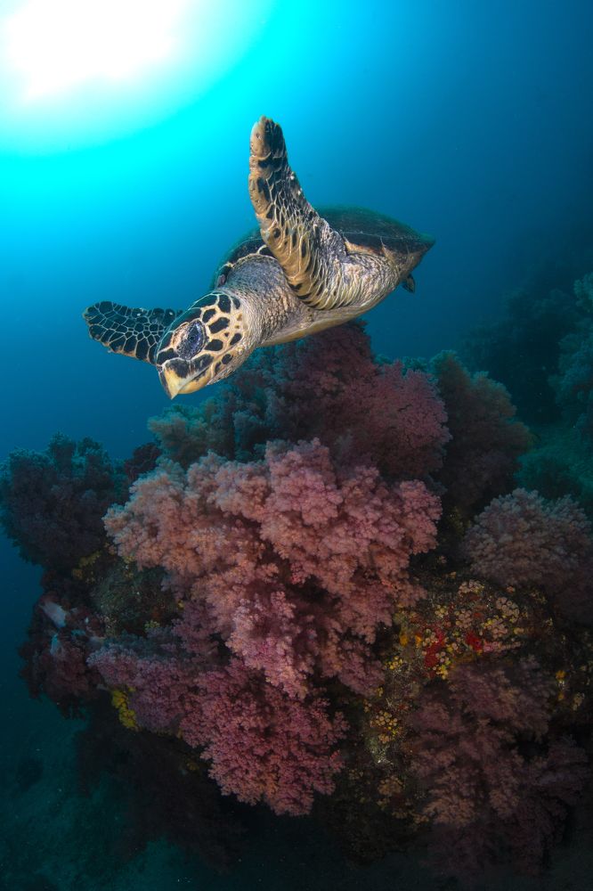 Фотография автора Paula Vianna