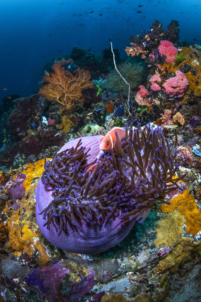 Фотография автора Paula Vianna