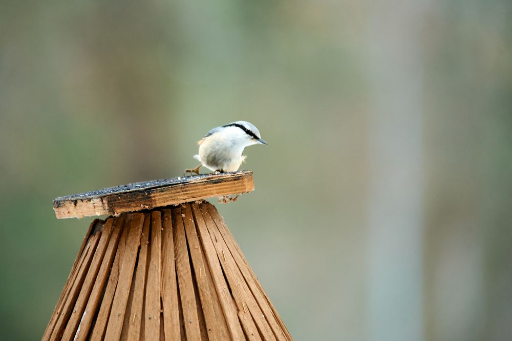 Photograph by Алексей Крылов