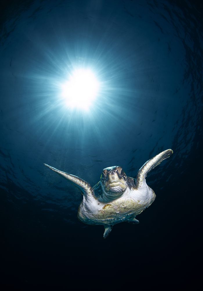 Фотография автора Paula Vianna