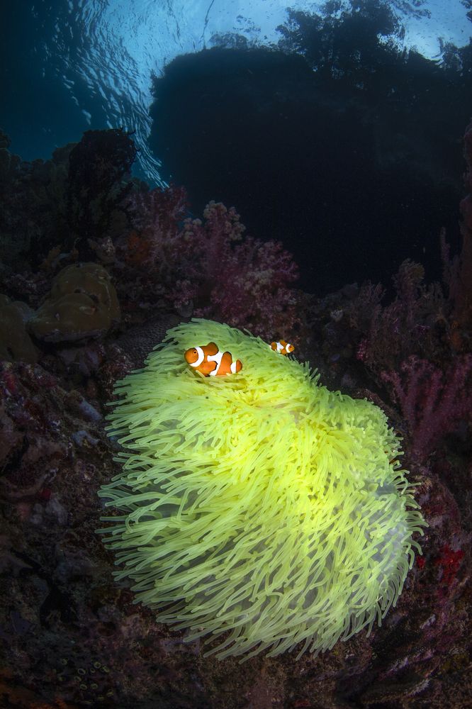 Фотография автора Paula Vianna