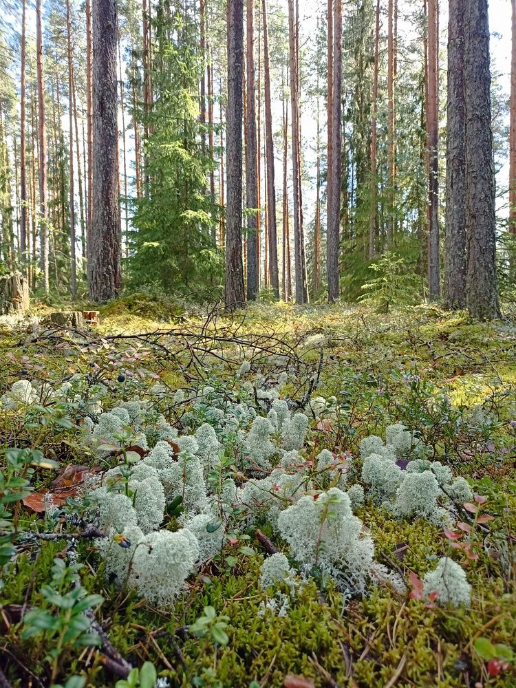 Photograph by Наталья Резванова