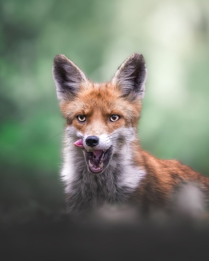 Photograph by Igor Göblös