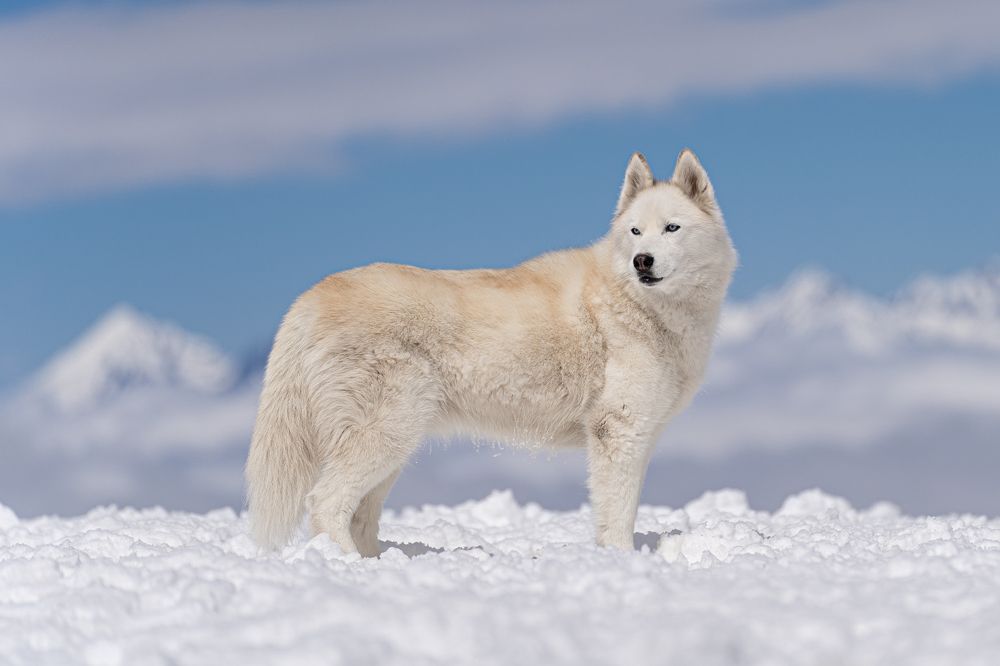 Photograph by Krisztián Csalami