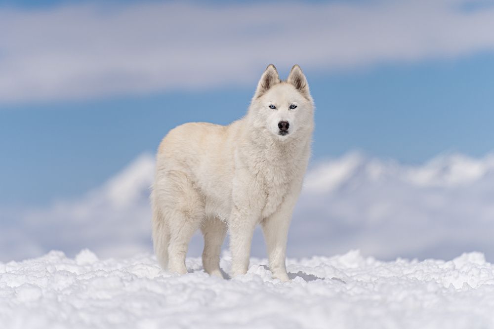 Фотография автора Krisztián Csalami