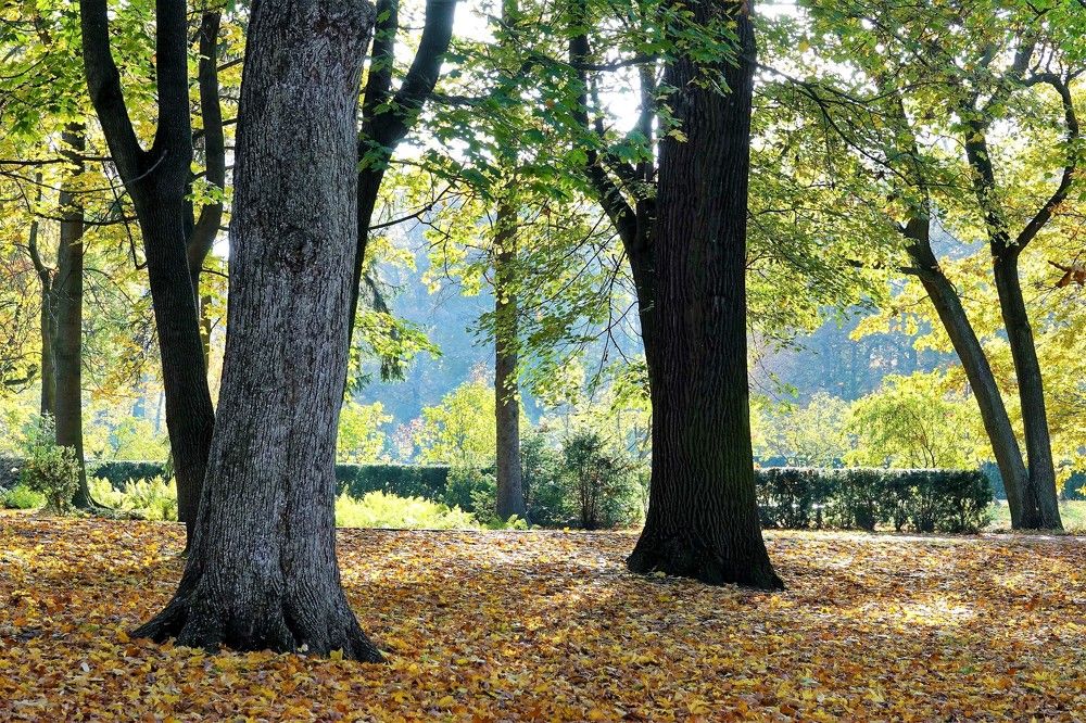 Парк Лазенки в Варшаве. Осень