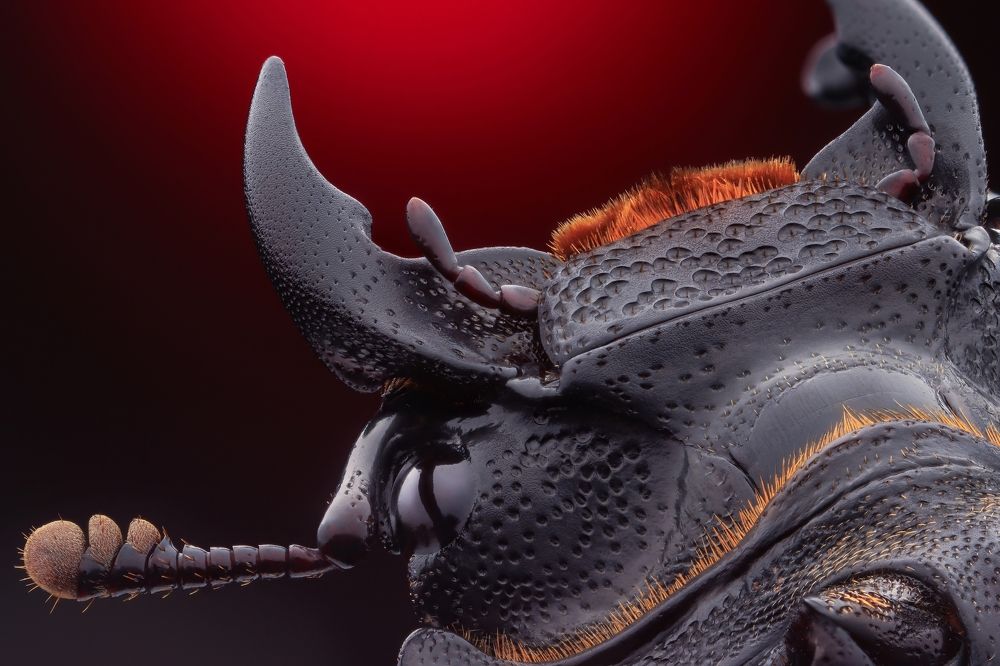 Dorcus parallelipipedus