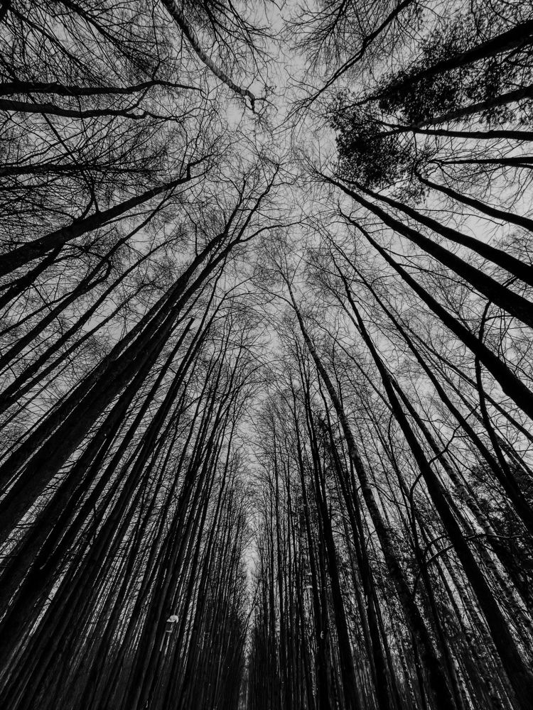 Линейное стремление