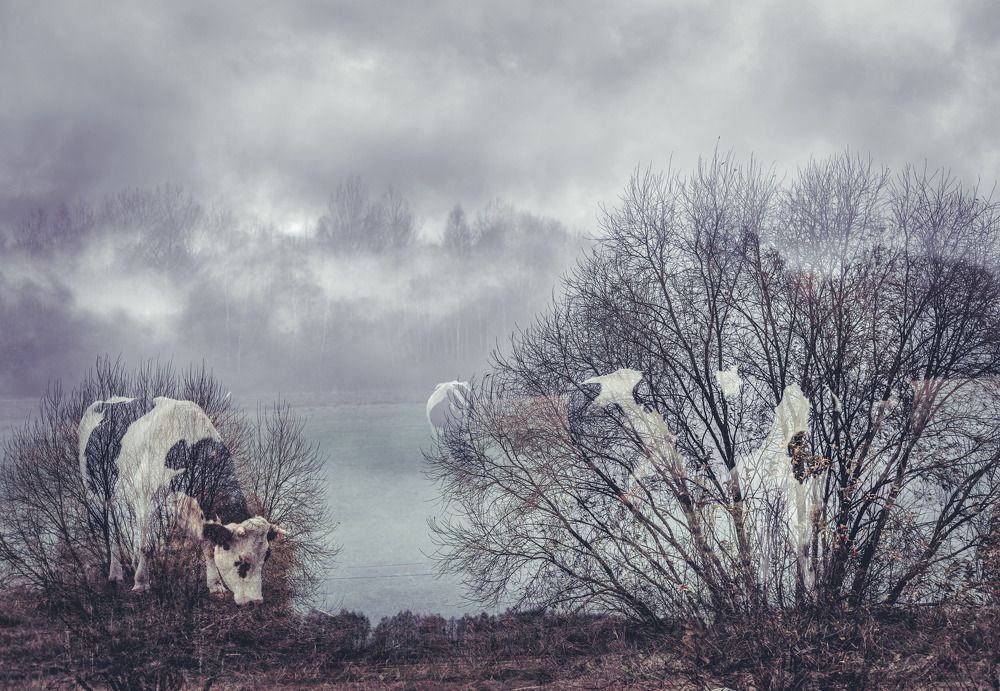 Photograph by Сергей Коляда