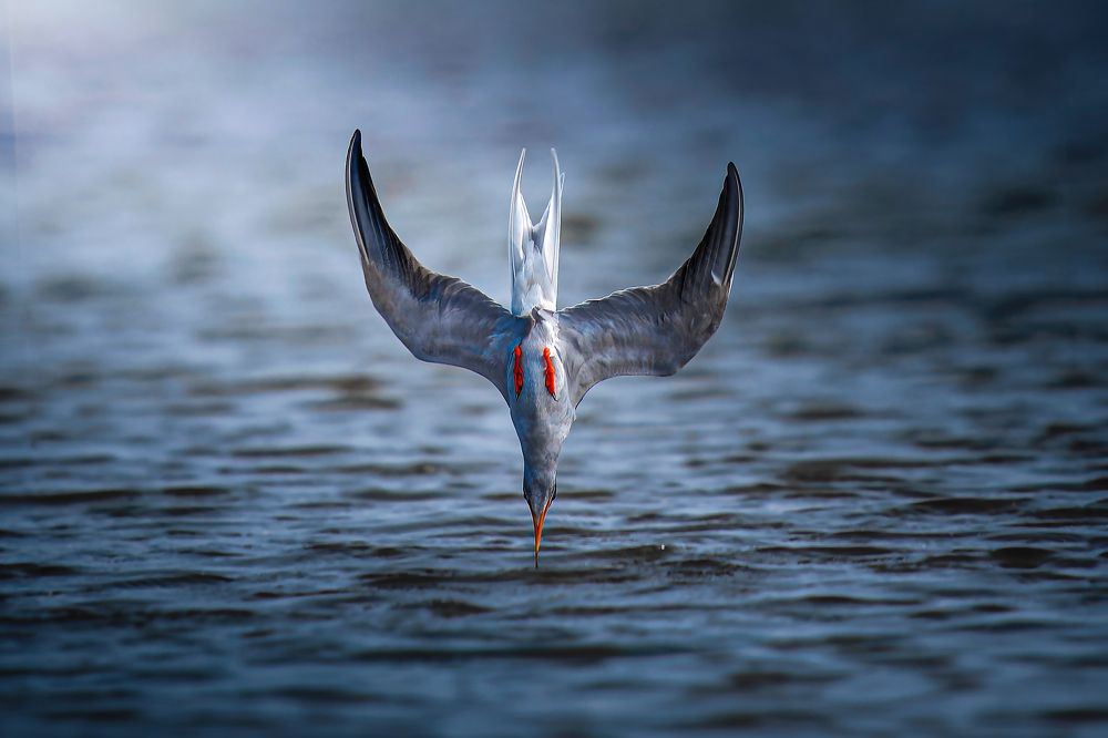 Фотография автора Pramit Karmakar