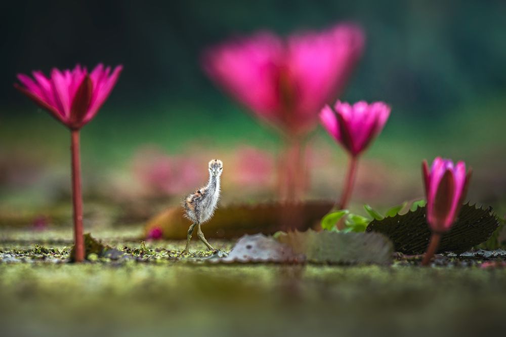 Фотография автора Pramit Karmakar