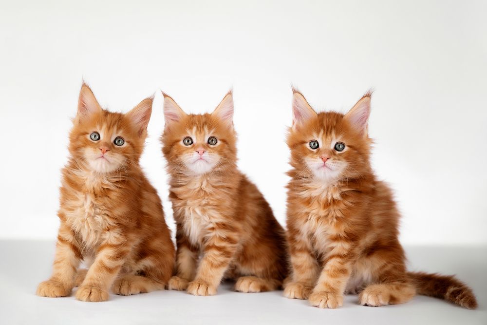 Photograph by Виктория Фоминых