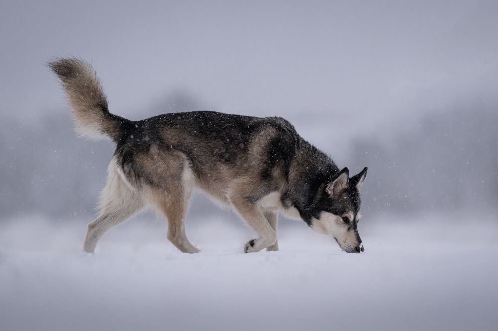 Фотография автора Krisztián Csalami