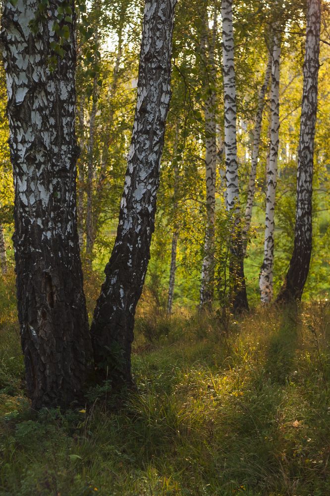 Осенний луч солнца