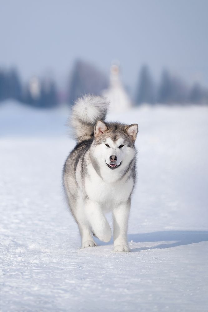 Photograph by Виктория Фоминых