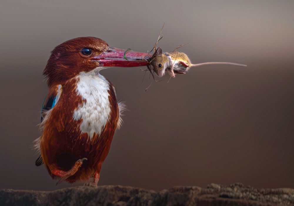 Photograph by Sunil Kumar paswan