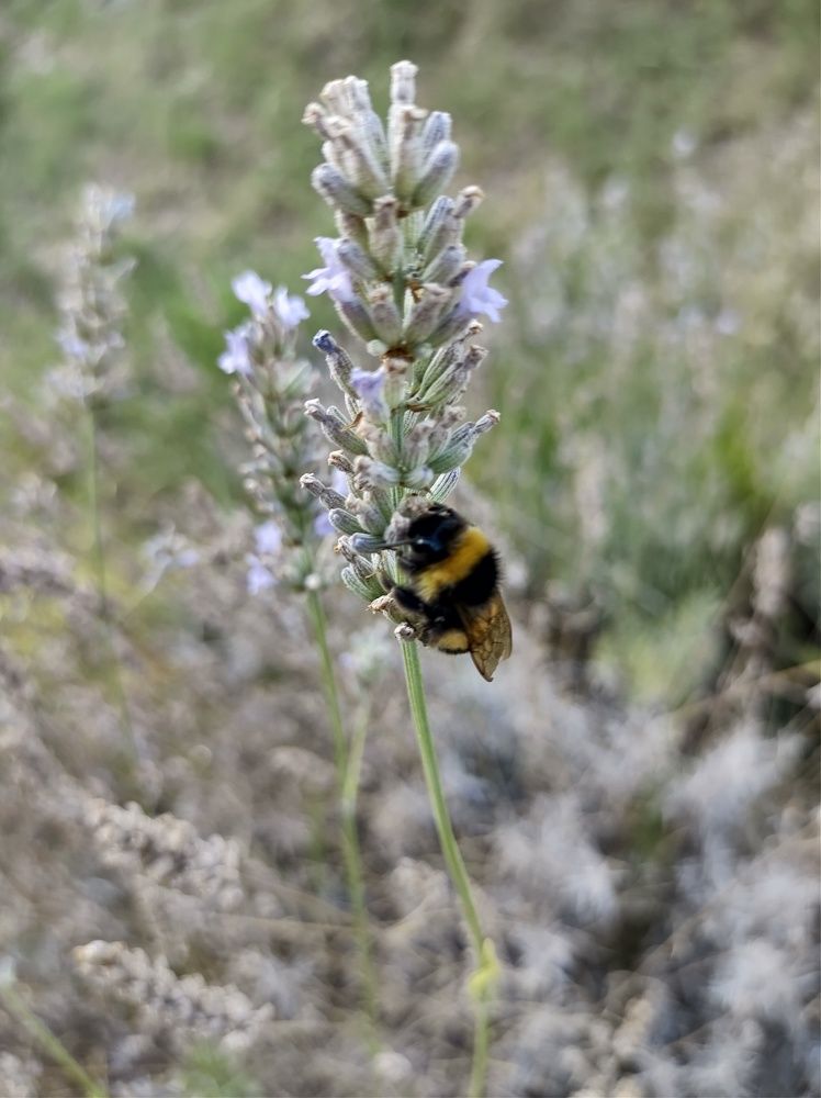 Photograph by Lina Invers