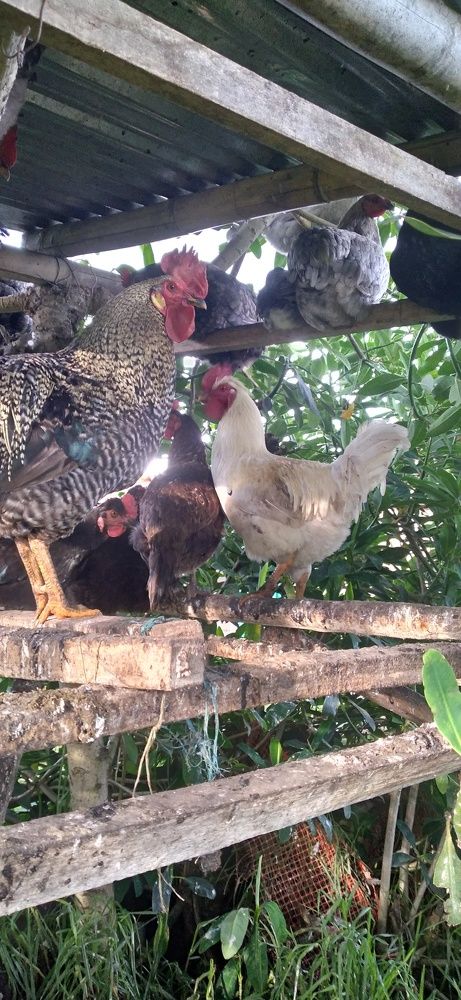 Photo #10408088