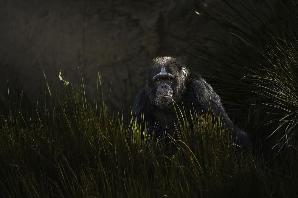 Photograph by  Shady