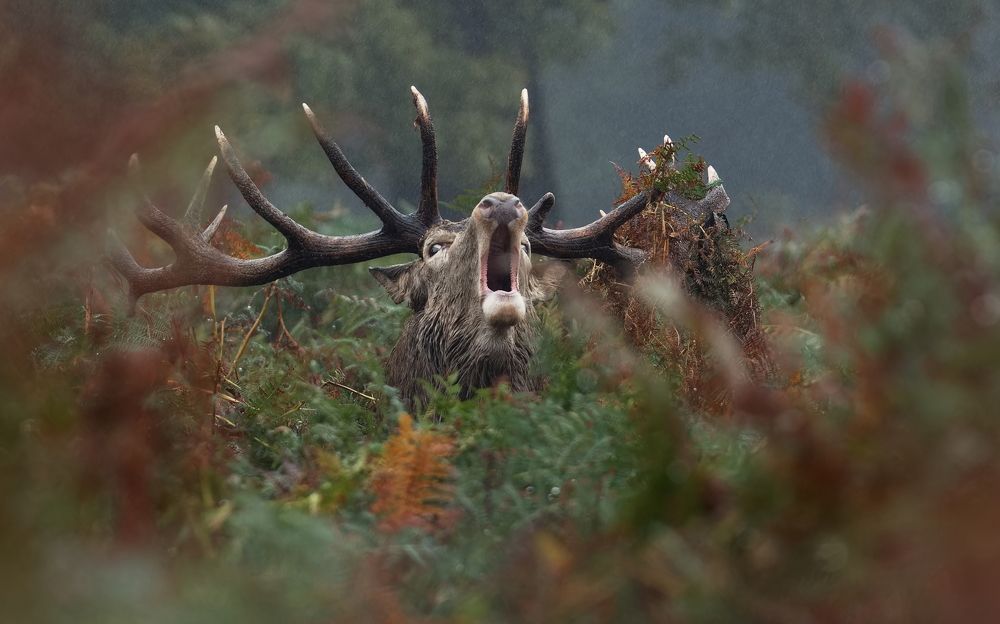 Фотография автора Kowalski Jaroslaw